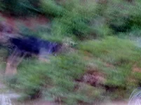 006.webp