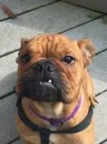 stella.webp