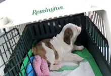 Rosie first day 026.webp Rosie first day 026.webp