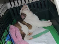 Rosie first day 030.webp Rosie first day 030.webp