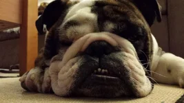 BOGEY 173.webp