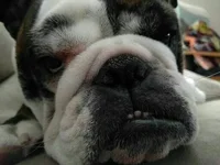 BOGEY 410.webp