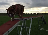 agility Sept.webp