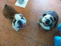 penny and pepper.jpg penny and pepper.jpg