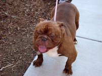duke-english-bulldog.jpg duke-english-bulldog.jpg