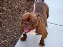 duke-english-bulldog.webp duke-english-bulldog.webp