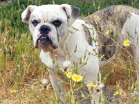 Sasha-Bulldog-1.jpg Sasha-Bulldog-1.jpg