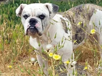 Sasha-Bulldog-1.webp