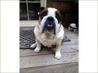 lollipop_english_bulldog1.jpg lollipop_english_bulldog1.jpg