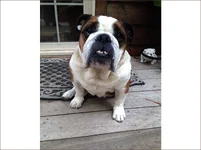 lollipop_english_bulldog1.webp