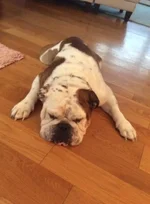 Gus.webp