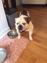 Gus1.webp