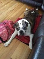 harley.webp