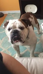 Gus2.webp