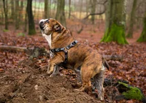 castor-autumn.webp castor-autumn.webp