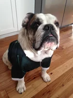 Tank Detroit Bulldog Rescue.webp