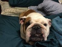 Achilles Detroit Bulldog Rescue.jpg