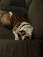 Achilles Detroit Bulldog Rescue2.jpg