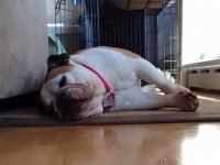 HoneyPot Detroit Bulldog Rescue.jpg