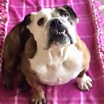 Matilda Detroit Bulldog Rescue.webp