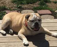 WinstonBella KCEBR.webp