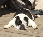 WinstonBella KCEBR2.webp