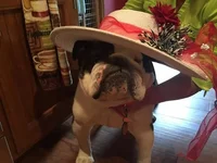 WinstonBella KCEBR3.webp
