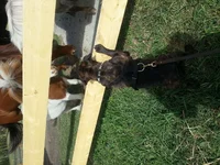 Horses1.webp