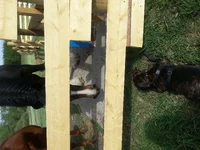 Horses2.webp