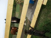 Horses4.webp