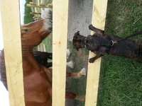 Horses7.webp