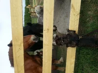 Horses8.webp