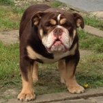 dark chocolate tri bulldog.jpg