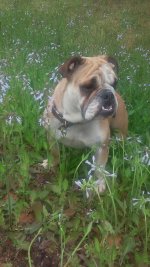 Biscuit in purple flowers.jpg