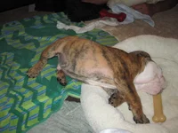 bulldog 017.webp bulldog 017.webp
