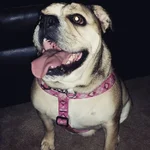 Daisy.1.webp