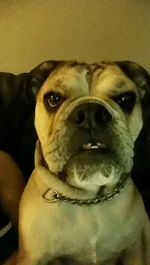 Daisy.2.webp