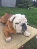 buster.webp