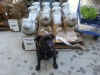 My bully friends at Lowes.webp