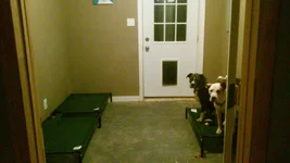 Dog room.webp