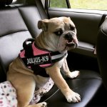 bernice harness.jpg bernice harness.jpg