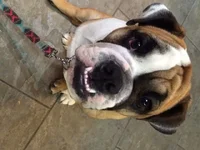 fangs2.webp