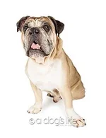enzo.webp