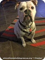 chester.webp