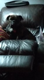 Hmmm bag of cookies. She sees me.jpg