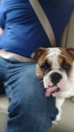 Fezz lick.webp