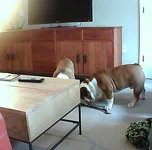 bad dogs.webp