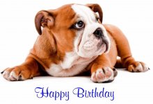 english_bulldog_happy_birthday_card_verse_inside-r0569a5fb47ae48d188715fdb78702f33_xw03z_1024 &#.jpg
