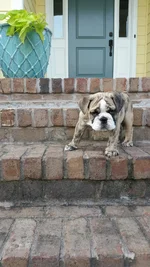 Junkyard Dog pose.webp Junkyard Dog pose.webp