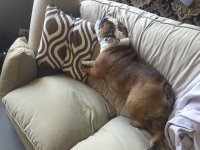 Baxter 0225.jpg Baxter 0225.jpg